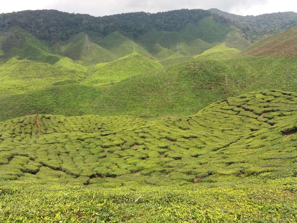 Amazing views at Bharat Tea Plantation, Cameron Highlands