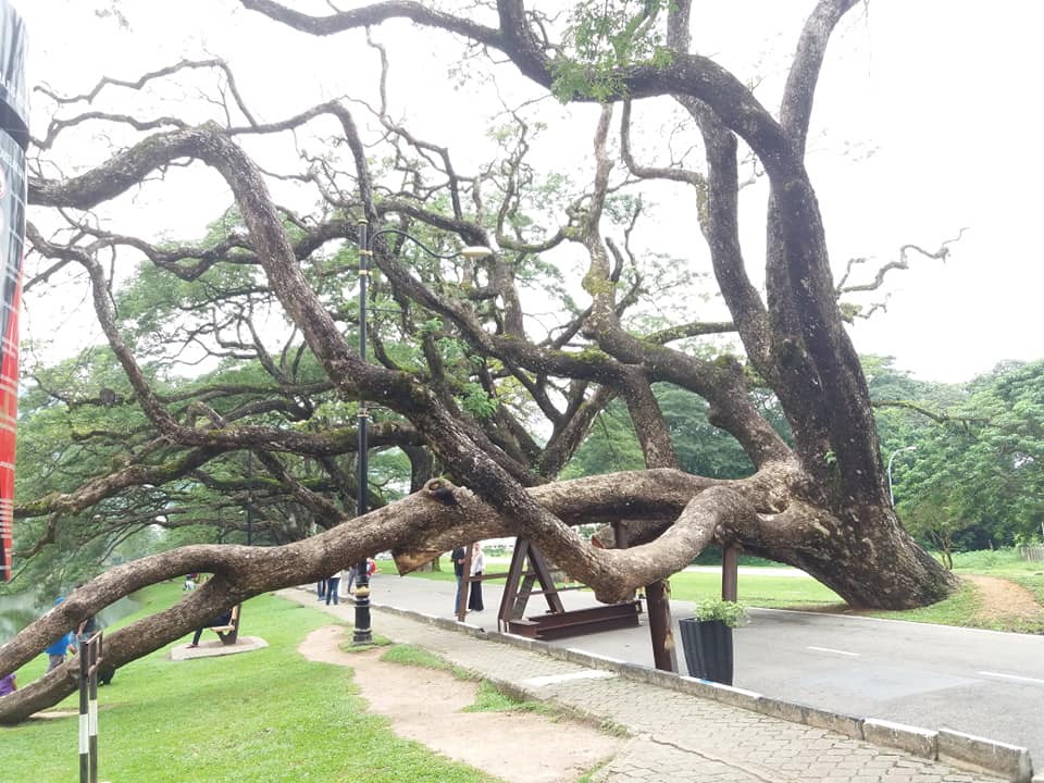 Crazy tree at Taiping Lake Gardens