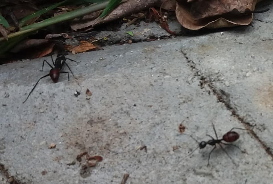 Huge ants on Penang Hill