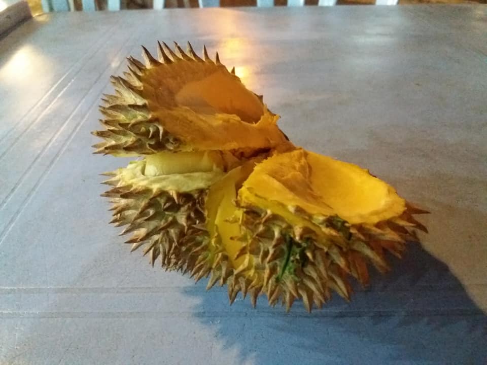 Whole durian in Cameron Highlands