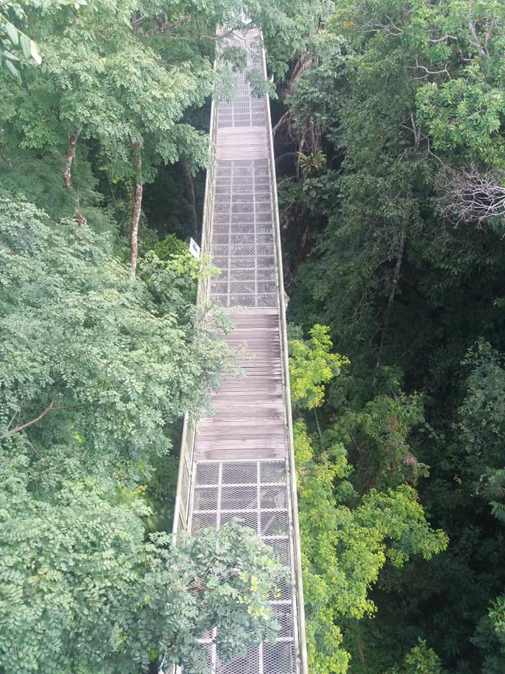 Canopy trail at Rainforest Discovery Centre