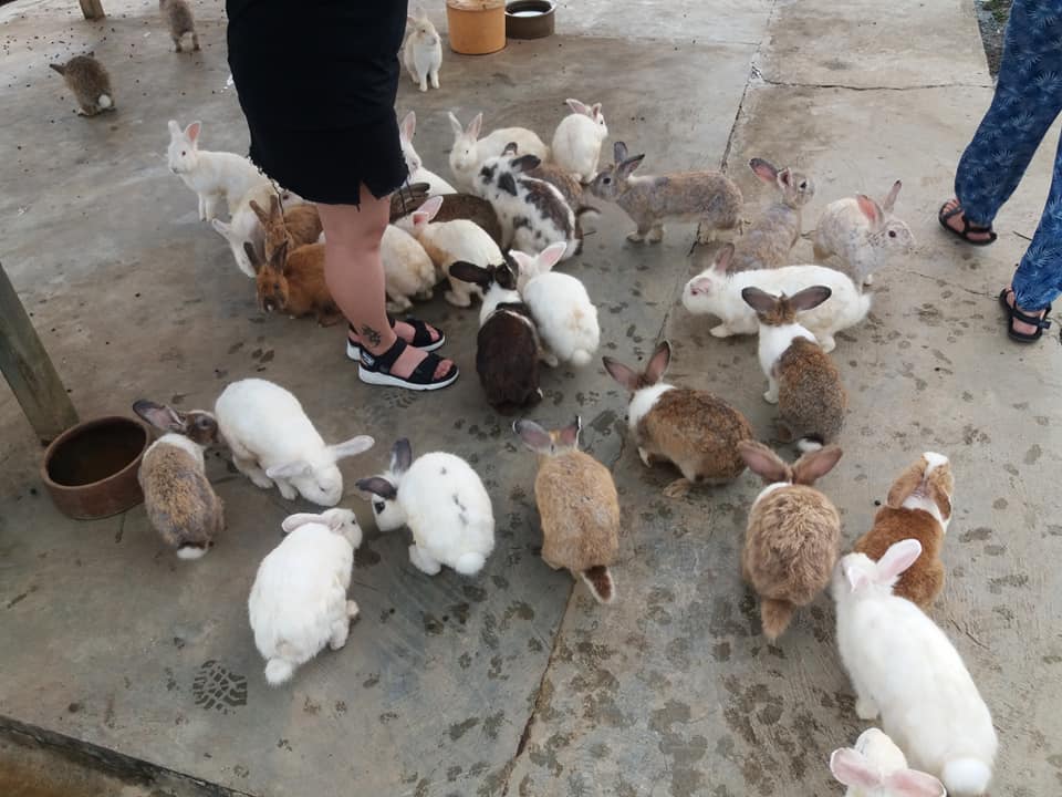 Feeding time at Ranau rabbit farm