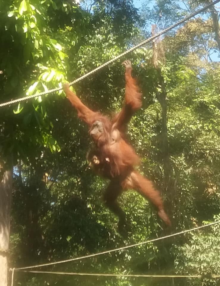 Feeding time for the orangutan