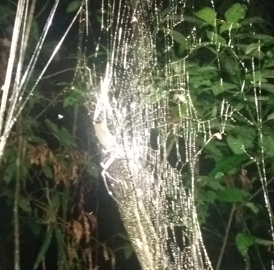 Huge spider in Kinabatangan 