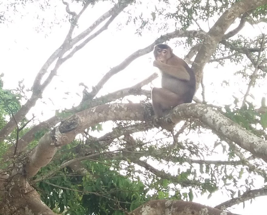 Monkeys at the Kinabatangan River