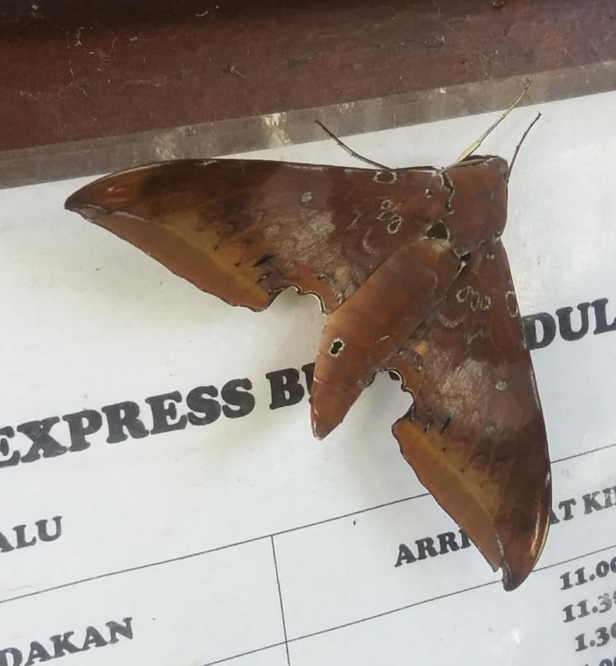 Moth in D'Villa, Mount Kinabalu