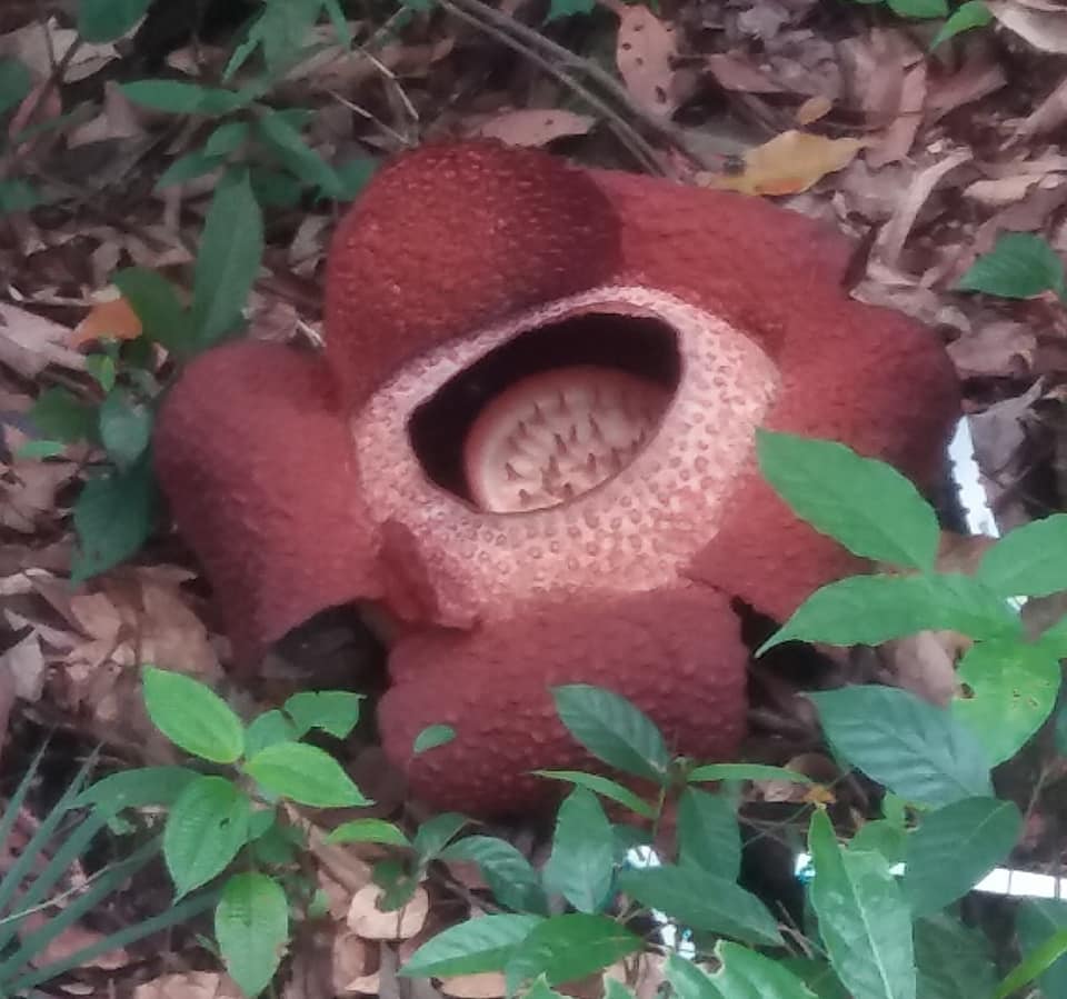 Rafflesia at Poring Hot Springs