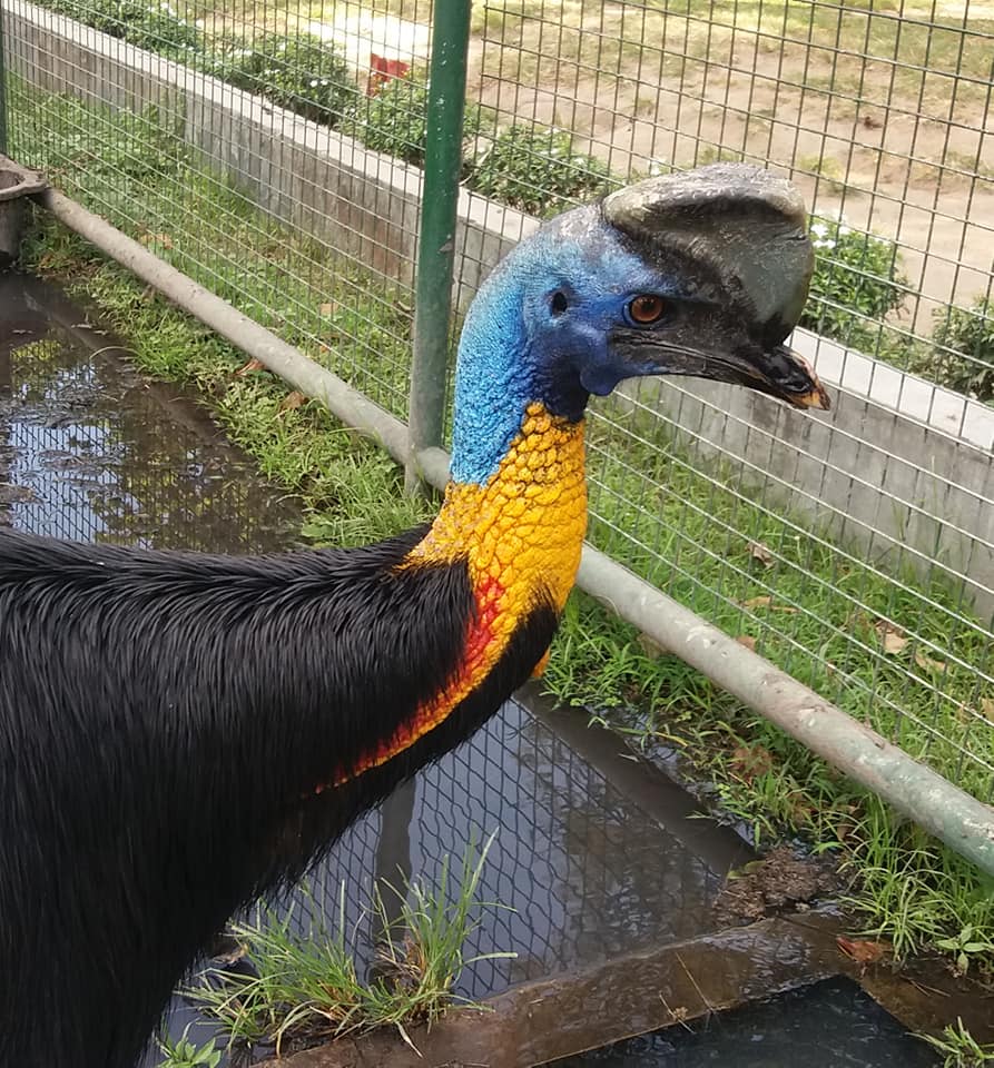 Big bird in Prambanan Temple, Yogyakarta