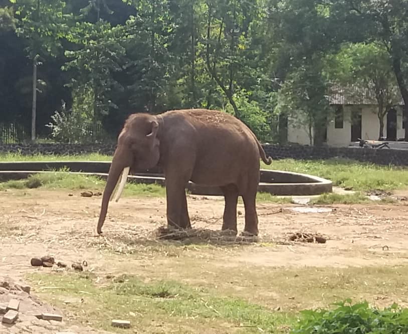 Elephant at Borbudur Temple