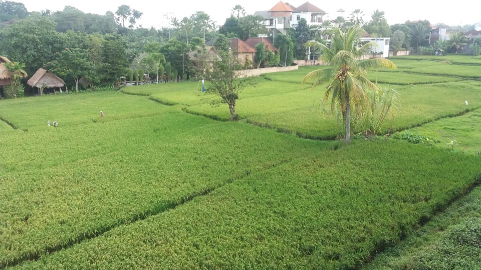View from Nuriani, Ubud