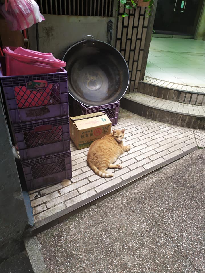 Fat cat in Keelung