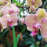 Orchid Garden, Singapore