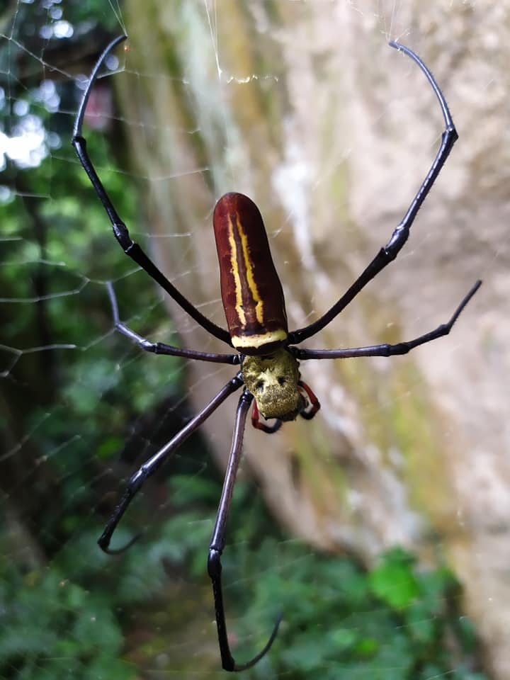 Scary spider at Elephant Mount, Taipei