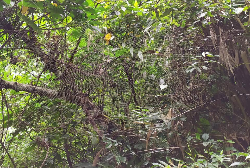 Spiders on the Shakadang Trail