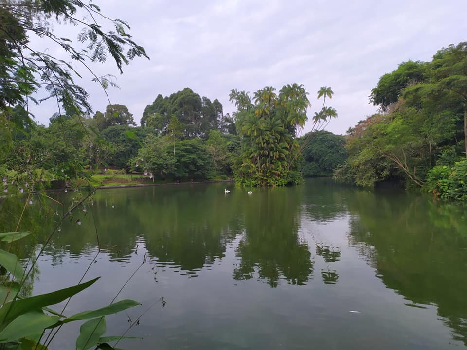 Swan Lake, Singapore Botanic Gardens