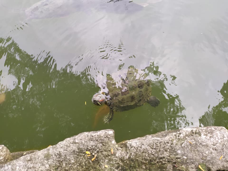 Turtles in Swan Lake, Singapore Botanic Gardens