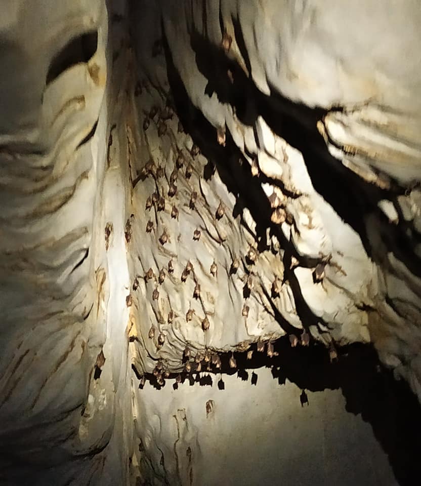 Bats in Puerto Princesa Subterranean River National Park