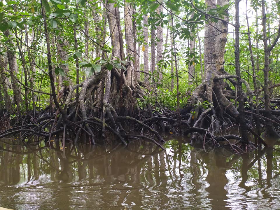 Mangrove tour at Puerto Princesa Subterranean River National Park