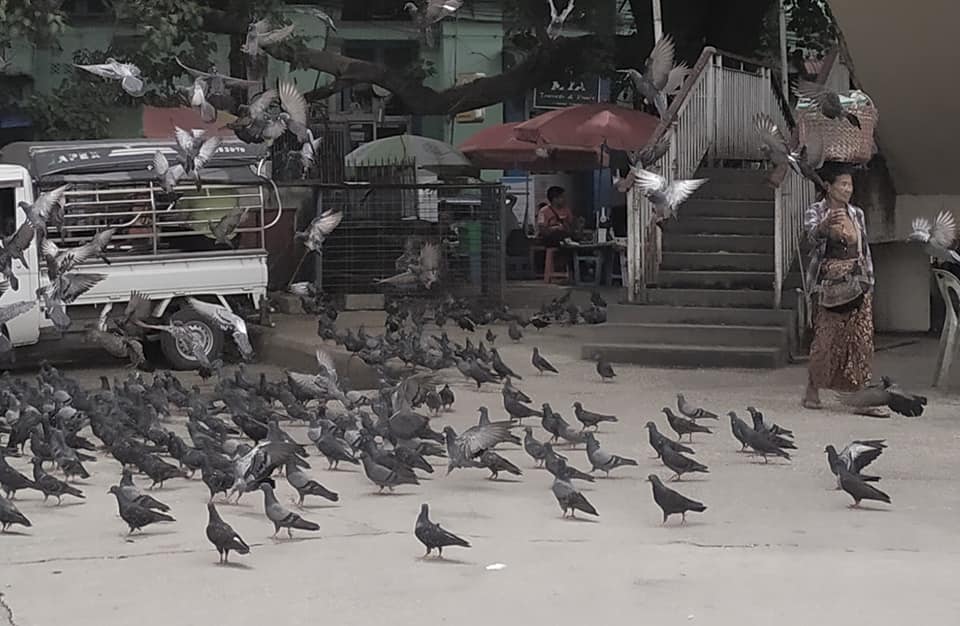 Pigeons near Sule Pagoda