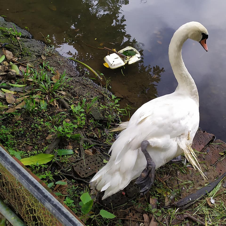 Rubbish in swan lake