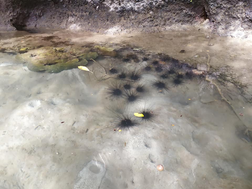 Sea urchins in Big Lagoon
