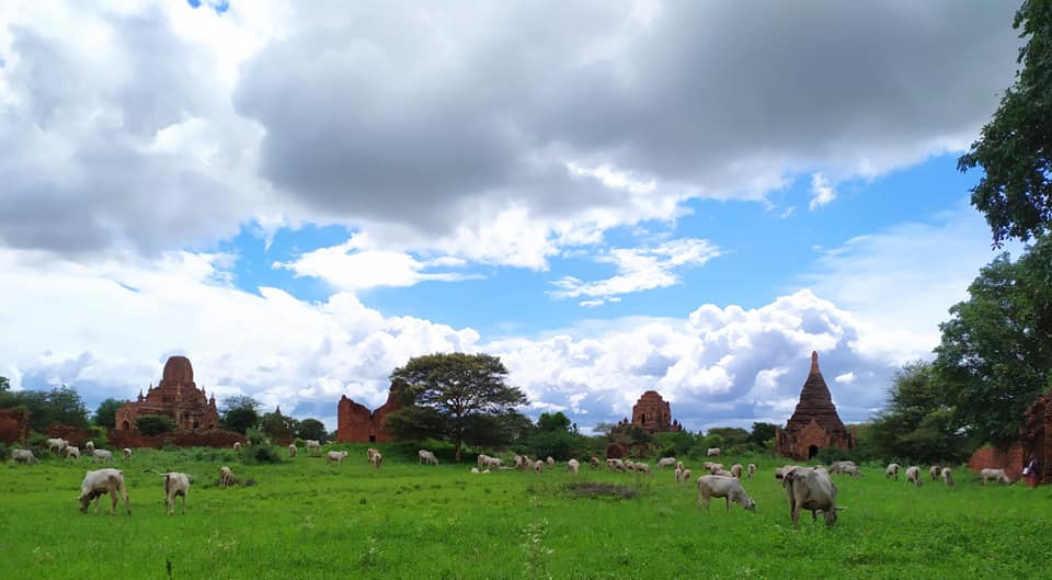 Cows and temples