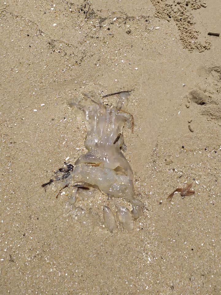 Jellyfish on Hua Hin beach