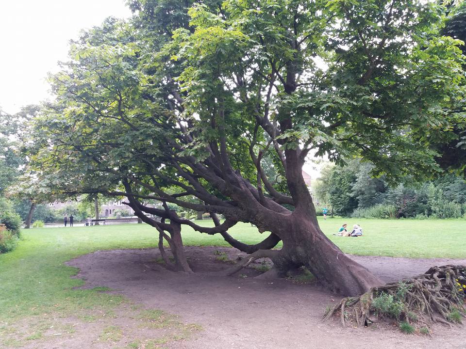 My favourite tree in Vondel Park