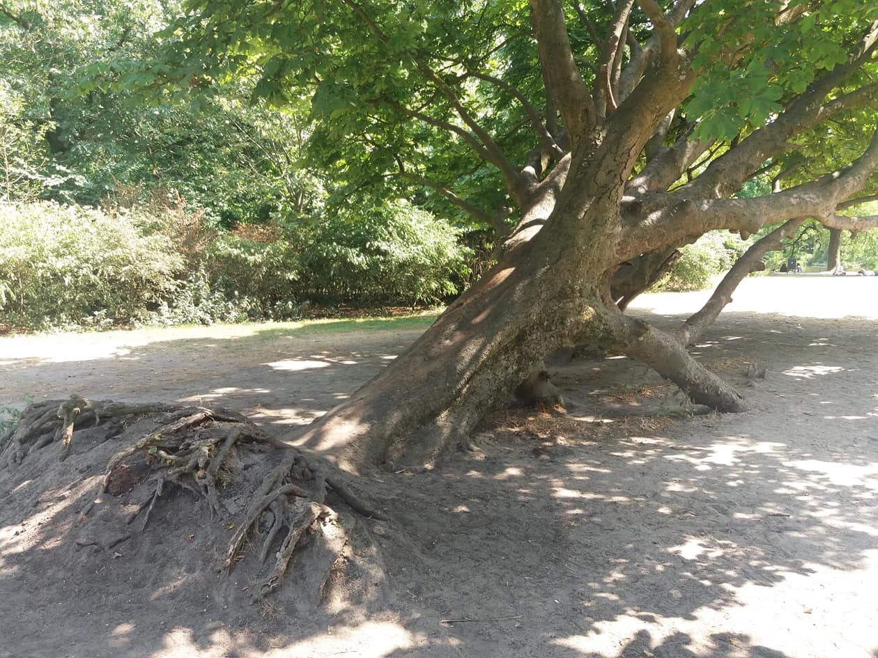 My favourite tree in Vondel Park