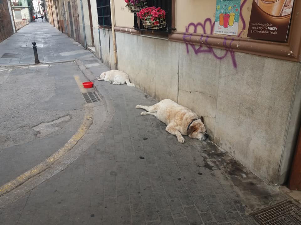 Lazy dogs of Valencia