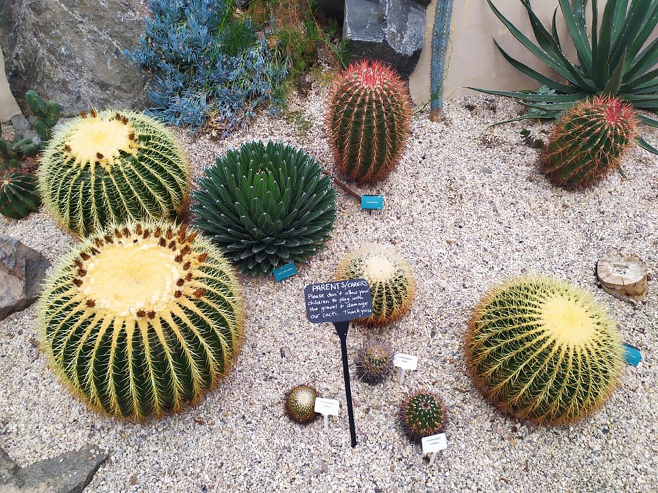 Cacti at the Botanic Gardens